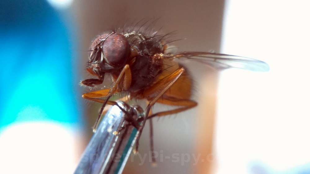 raspberry pi camera close up lens